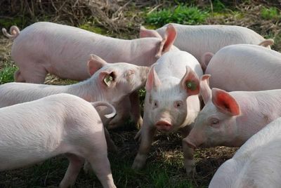 Hogs See Modest Strength on Tuesday